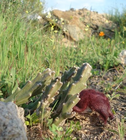 Stapelia hirsuta var. hirsuta exhibiting its own versatility